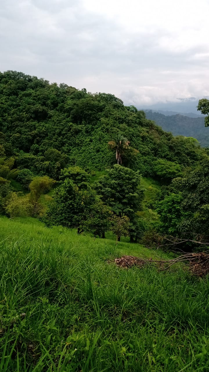 Vista de la topografía natural del predio