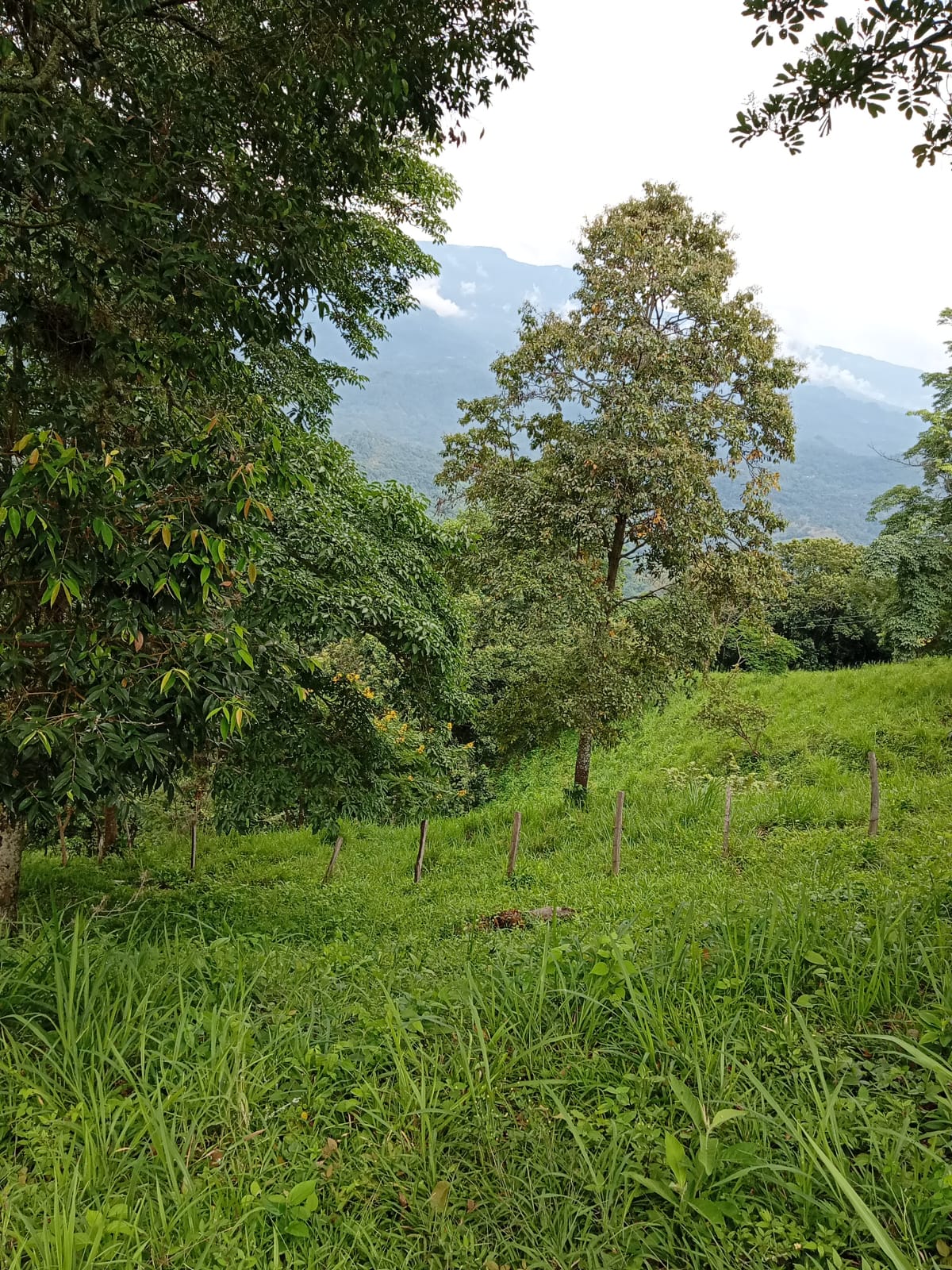 Biodiversidad y vegetación del predio Las Mercedes