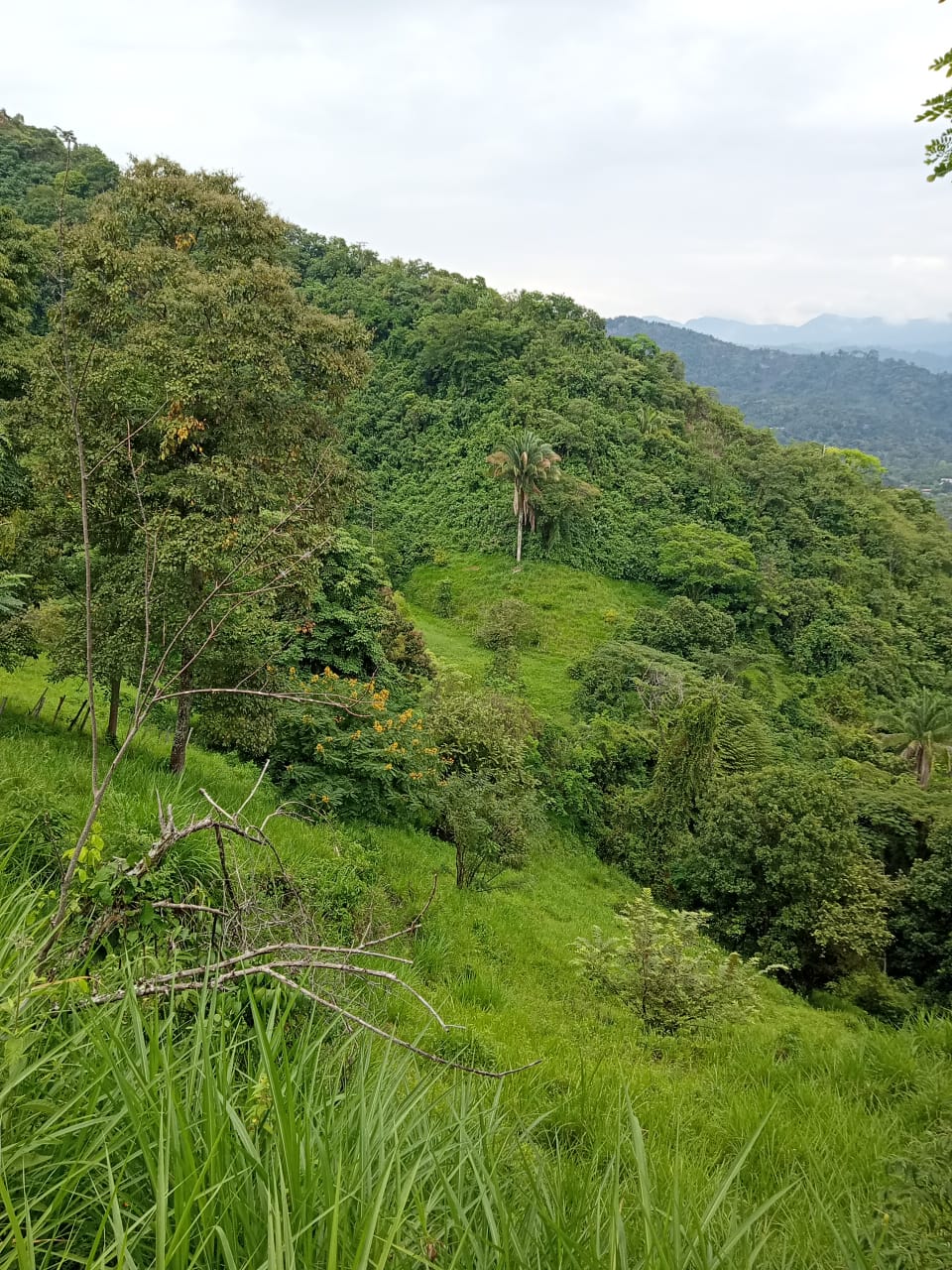 Topografía y vegetación